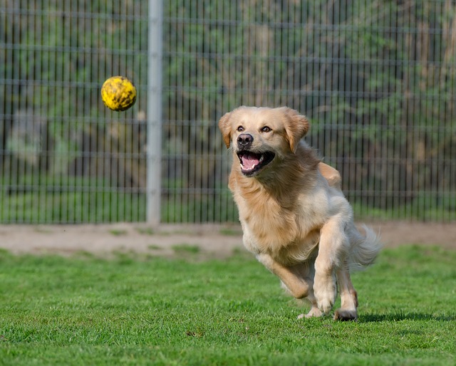 dog daycare and kennel break even point